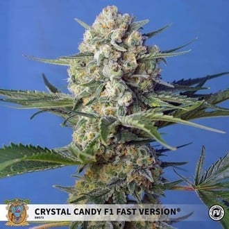 Crystal Candy F1 Fast Version (Sweet Seeds) Femminizzata