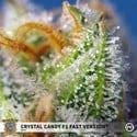 Crystal Candy F1 Fast Version (Sweet Seeds) Femminizzata
