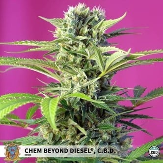Chem Beyond Diesel CBD (Sweet Seeds) feminized