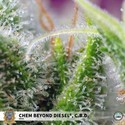 Chem Beyond Diesel CBD (Sweet Seeds) Femminizzata