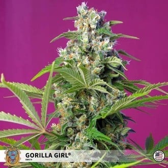 Gorilla Girl (Sweet Seeds) Femminizzata