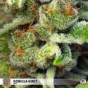 Gorilla Girl (Sweet Seeds) Femminizzata