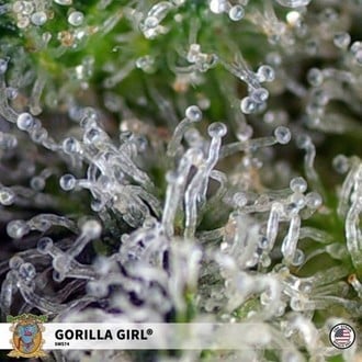 Gorilla Girl (Sweet Seeds) Femminizzata
