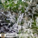 Gorilla Girl (Sweet Seeds) Femminizzata