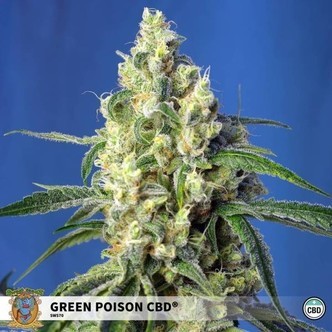 Green Poison CBD (Sweet Seeds) feminized