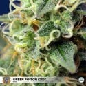 Green Poison CBD (Sweet Seeds) Femminizzata