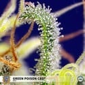 Green Poison CBD (Sweet Seeds) Femminizzata