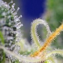 Honey Peach Auto CBD (Sweet Seeds) Femminizzata