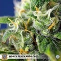 Honey Peach Auto CBD (Sweet Seeds) Femminizzata