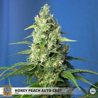 Honey Peach Auto CBD (Sweet Seeds) Femminizzata