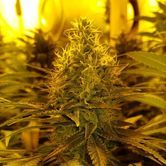 Amnesia Haze (Amsterdam Genetics) Femminizzata