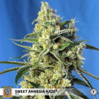 Sweet Amnesia Haze (Sweet Seeds) Femminizzata