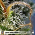 Sweet Amnesia Haze (Sweet Seeds) Femminizzata