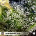 Sweet Amnesia Haze (Sweet Seeds) Femminizzata