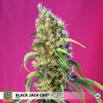 Black Jack CBD (Sweet Seeds) Femminizzata