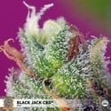 Black Jack CBD (Sweet Seeds) Femminizzata