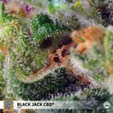Black Jack CBD (Sweet Seeds) Femminizzata