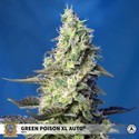 Green Poison XL Auto (Sweet Seeds) Femminizzata