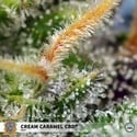 Cream Caramel CBD (Sweet Seeds) Femminizzata