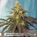 Cream Caramel CBD (Sweet Seeds) Femminizzata