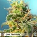 Cream Caramel CBD (Sweet Seeds) Femminizzata