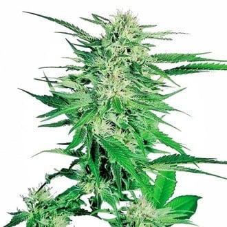 Big Bud (Sensi Seeds) femminizzata