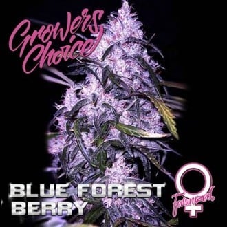 Blue Forest Berry (Growers Choice) Femminizzata