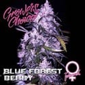 Blue Forest Berry (Growers Choice) Femminizzata