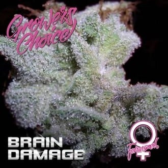 Brain Damage (Growers Choice) Femminizzata