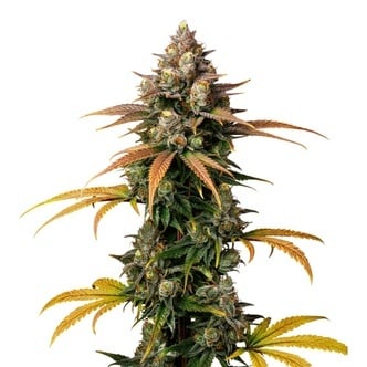 Brain Damage (Growers Choice) Femminizzata