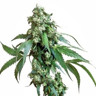 Jack Flash 5 (Sensi Seeds) femminizzata