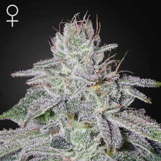 Franco's Lemon Cheese (Greenhouse Seeds) Femminizzata