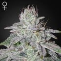 Franco's Lemon Cheese (Greenhouse Seeds) Femminizzata