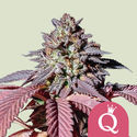 Purple Queen (Royal Queen Seeds) Femminizzata