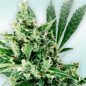 Atlant CBD (VIP Seeds) Femminizzata