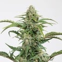 Dinamed CBD Autoflowering (Dinafem) Femminizzata