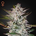 Holy Punch (Greenhouse Seeds) Femminizzata