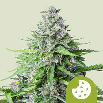 Royal Cookies Automatic (Royal Queen Seeds) Femminizzata