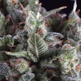 Olympia (Pyramid Seeds) femminizzata
