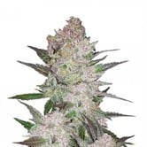 Cream Cookies (FastBuds) Femminizzata