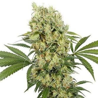 Buddha Medikit (Buddha Seeds) Femminizzata