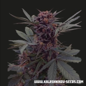 Babushka Black Auto (Kalashnikov Seeds) Femminizzata