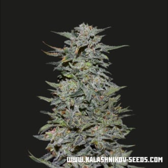 Boy Scout Cookies (Kalashnikov Seeds) Femminizzata