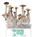 Kit di coltivazione Zamnesia 'Treasure Coast'