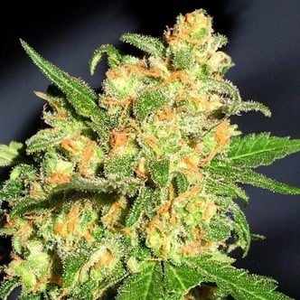 Bruce Banner (BSB Genetics) Femminizzata