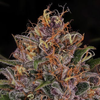 Kalini Asia (Zamnesia Seeds) Femminizzata