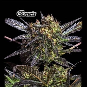 Evania (GeneSeeds) Femminizzata