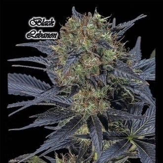 Black Lebanon (GeneSeeds) Femminizzata