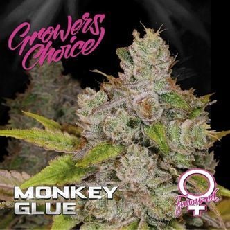 Monkey Glue (Growers Choice) Femminizzata