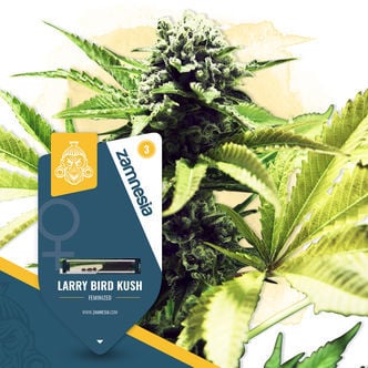 Larry Bird Kush (Zamnesia Seeds) femminizzata